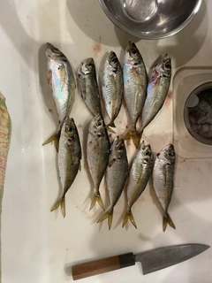マアジの釣果