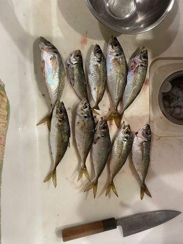 マアジの釣果