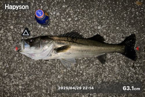 シーバスの釣果