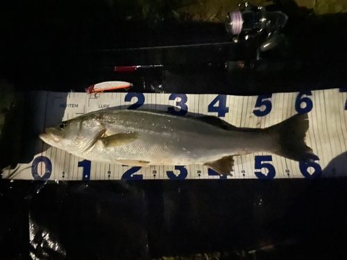 シーバスの釣果