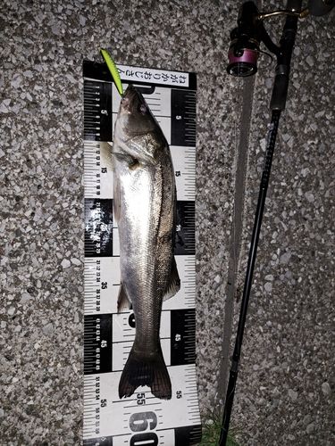 シーバスの釣果
