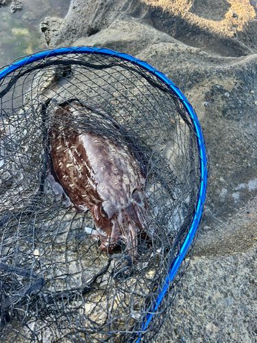 モンゴウイカの釣果