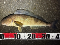 ホッケの釣果