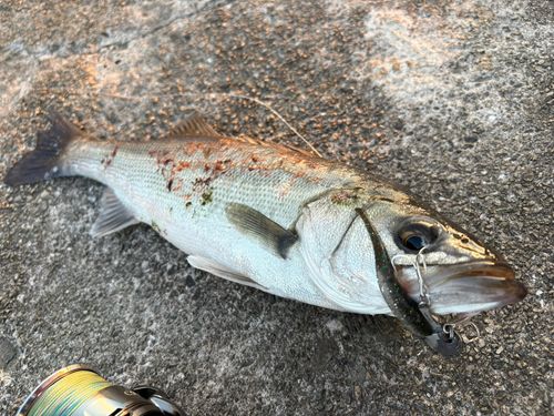 ハネ（マルスズキ）の釣果