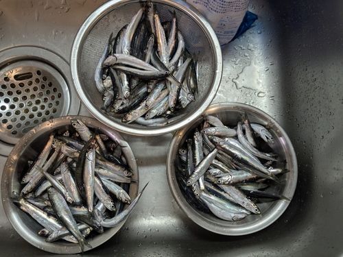 カタクチイワシの釣果