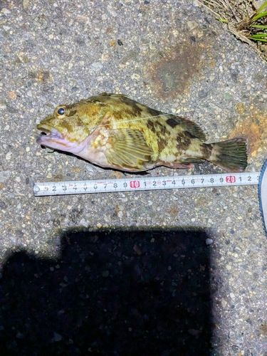 タケノコメバルの釣果