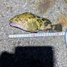 タケノコメバル