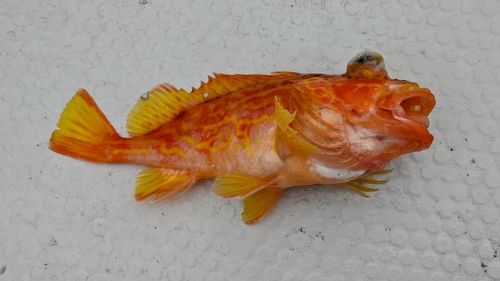 アヤメカサゴの釣果