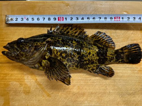 タケノコメバルの釣果