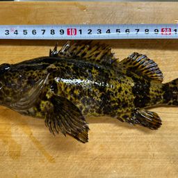 タケノコメバル