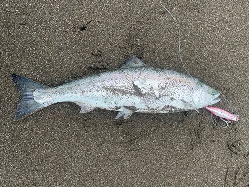 サクラマス
