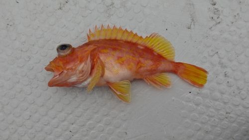 アヤメカサゴの釣果