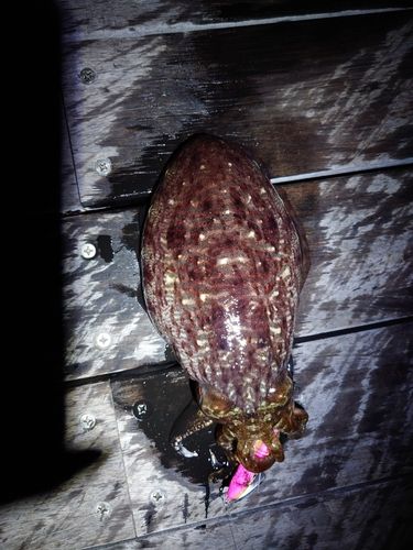 コウイカの釣果