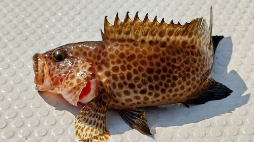 オオモンハタの釣果