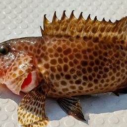 オオモンハタ