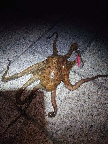 タコの釣果