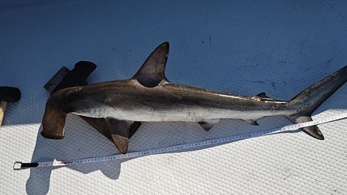 ハンマーヘッドシャークの釣果