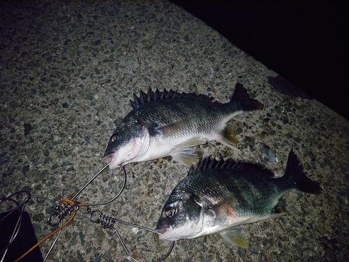 キビレの釣果