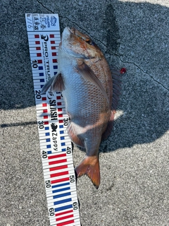 マダイの釣果
