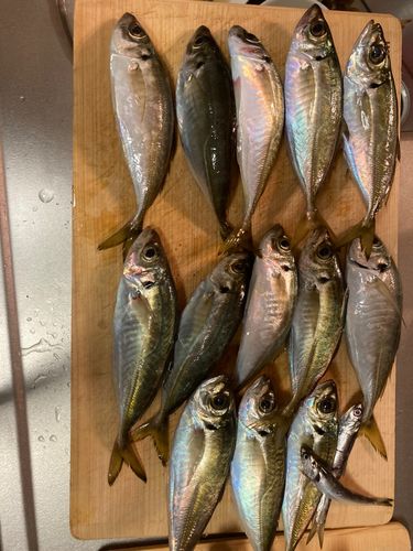 アジの釣果