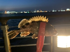 ガシラの釣果
