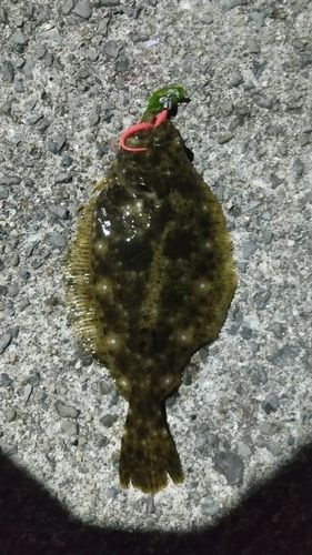 ヒラメの釣果