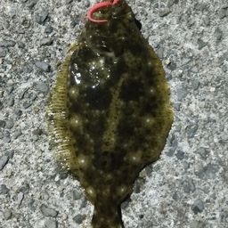 ヒラメ