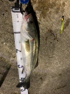 フッコ(マルスズキ)の釣果