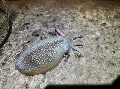 シリヤケイカの釣果