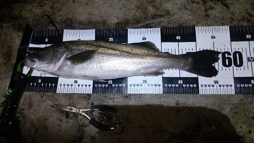 シーバスの釣果