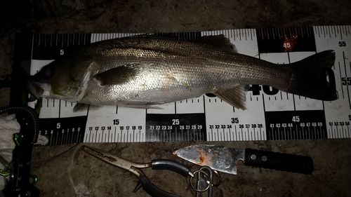 シーバスの釣果