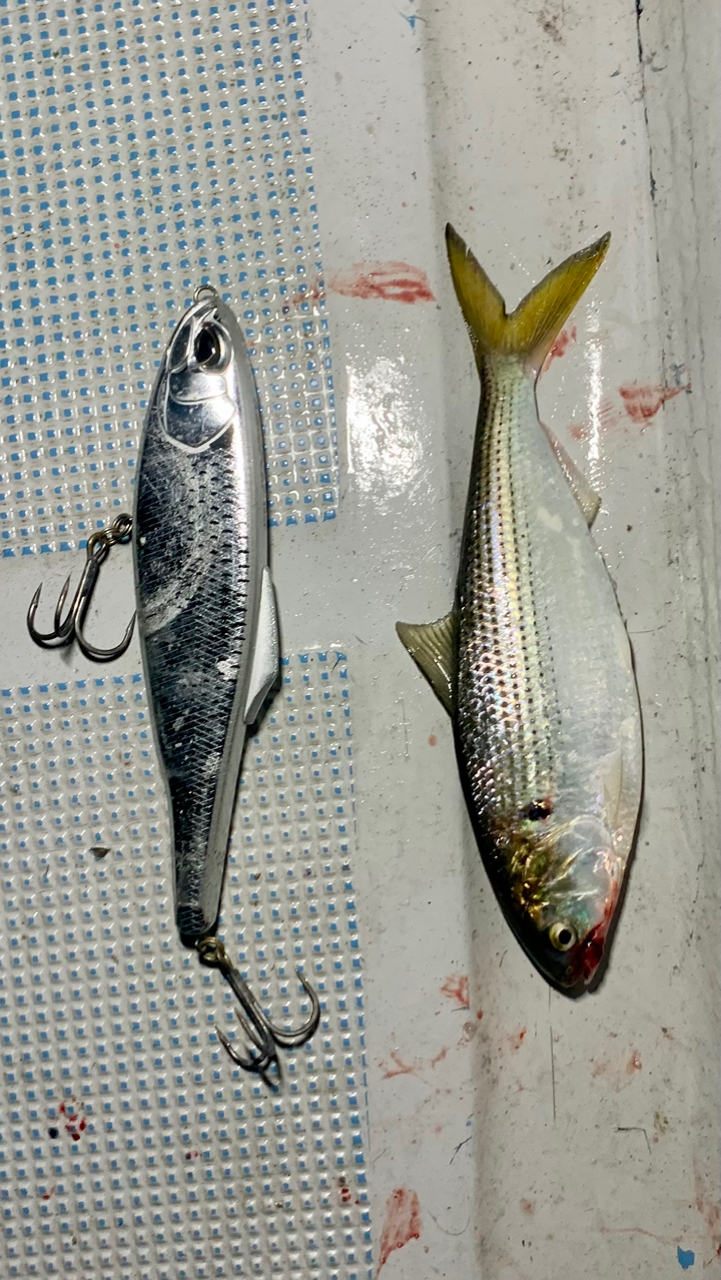 SHIMANO 19スコーピオン 1631FF-2の最安値・インプレ・釣果 SHIMANO 19スコーピオン 1631FF-2の最安値・インプレ・釣果