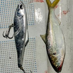 コノシロ