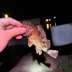 カサゴ