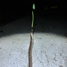 アナゴ