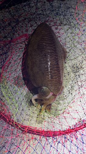 コウイカの釣果