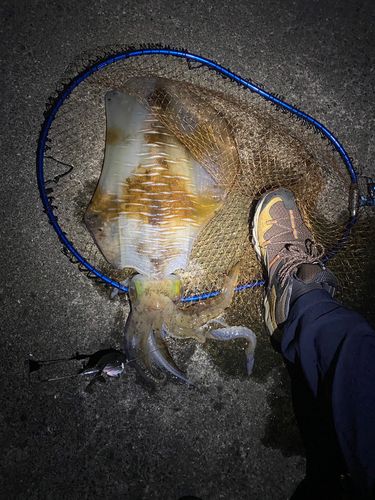 アオリイカの釣果
