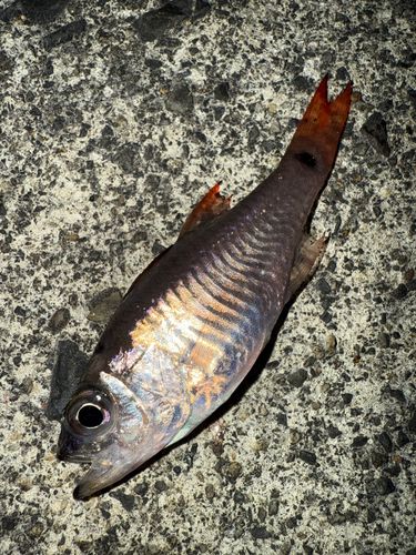 ネンブツダイの釣果