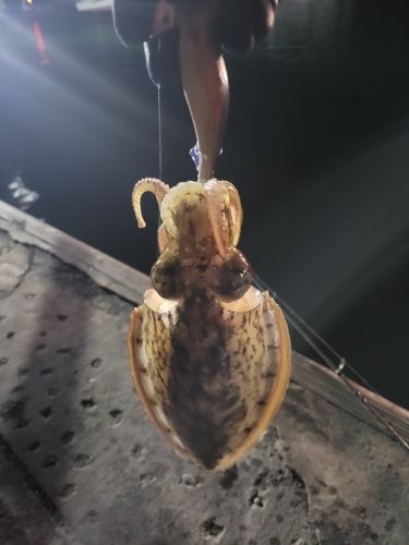 コウイカの釣果