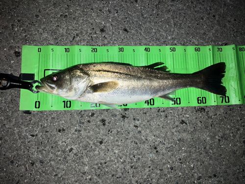 シーバスの釣果