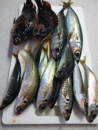 アジの釣果