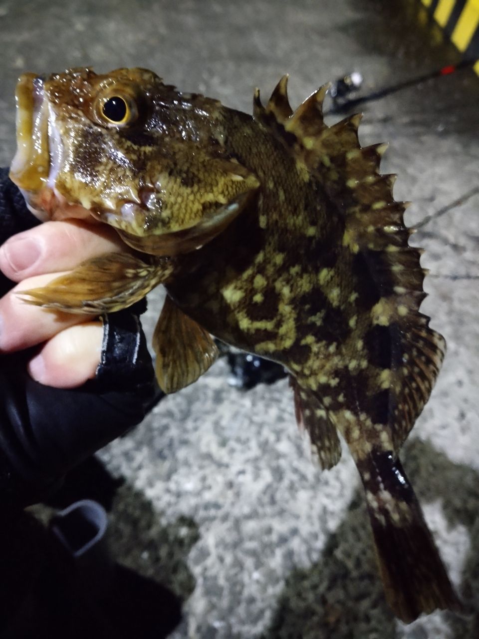 アジ