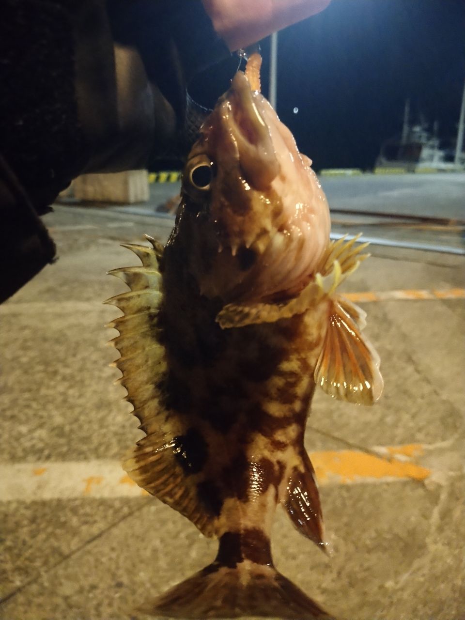 アジ