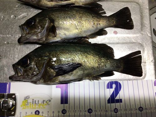 クロメバルの釣果