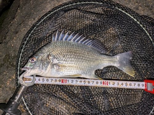 キビレの釣果