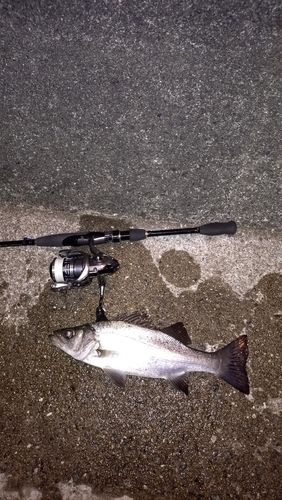 スズキの釣果