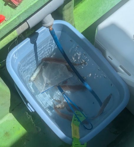 シロギスの釣果