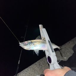 アジ