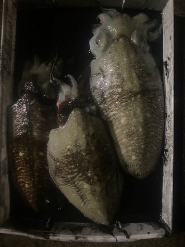 コウイカの釣果
