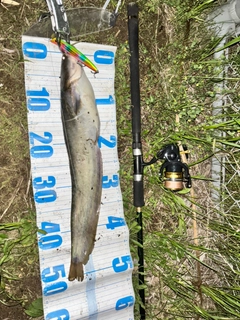 ナマズの釣果